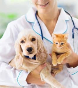 Vacuncion de mascotas